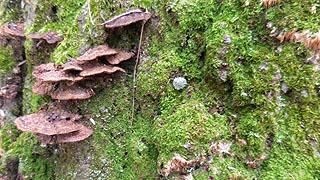 [photo, Bracket or Shelf Fungi, Lake Waterford Park, Pasadena, Maryland]