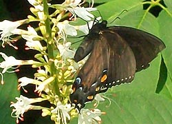 [photo, Female (dark morph) Eastern Tiger Swallowtail butterfly (Papilio glaucus), Monkton, Maryland]