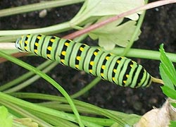 [photo, Black Swallowtail caterpillar (Papilio polyxenes), Monkton, Maryland]