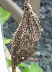 [photo, Cocoon remnant of a Cecropia Moth (Hyalophora cecropia), Monkton, Maryland]