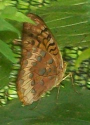 [photo, Great Spangled Fritillary butterfly (Speyeria cybele), Monkton, Maryland]