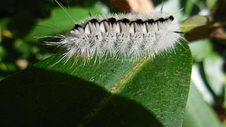 [photo, Hickory Tussock Moth caterpillar (Lophocampa caryae Harris), Friendsville, Maryland]