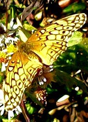[photo, Variegated Fritillary butterfly (Euptoieta claudia), Monkton, Maryland]