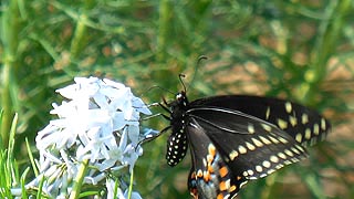 [photo, Black Swallowtail butterfly (Papilio polyxenes), Monkton, Maryland]