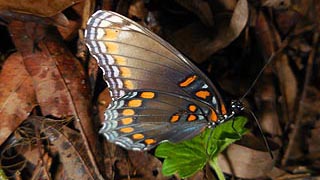 [photo, Purple, Red-spotted butterfly (Limenitis arthemis astyanax), Glen Burnie, Maryland]