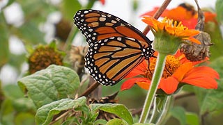 [photo, Monarch butterfly (Danaus plexippus) on Mexican sunflower, Kinder Farm Park, Millersville, Maryland]