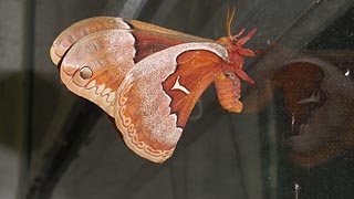 [photo, Promethea Silkmoth (Callosamia promethea), Glen Burnie, Maryland]
