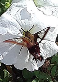 [photo, Hummingbird Clearwing (Hemaris thysbe), Baltimore, Maryland]