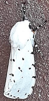 [photo, Salt Marsh Moth, (Estigmene acrea), Baltimore, Maryland]