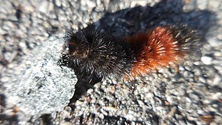 [photo, Woolly Bear caterpillar (Pyrrharctia isabella), Fort Smallwood Park, Pasadena, Maryland]