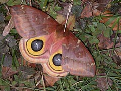 [photo, Io moth, Glen Burnie, Maryland]