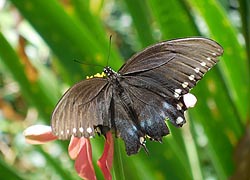 [photo, Spicebush Swallowtail butterfly (Papilio troilus) on Zinnea, Glen Burnie, Maryland]