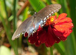 [photo, Spicebush Swallowtail (Papilio troilus) butterfly on Zinnea, Glen Burnie, Maryland]