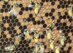 [photo, Honey bees in a honeycomb, Crownsville, Maryland]