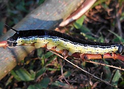[photo, Catalpa Sphinx caterpillar (Ceratomia catalpae), Glen Burnie, Maryland]