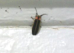 [photo, Firefly (Lampyridae) beetle, Baltimore, Maryland]