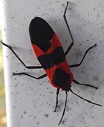 [photo, Large Milkweed Bug (Oncopeltus fasciatus), Parkville, Maryland]