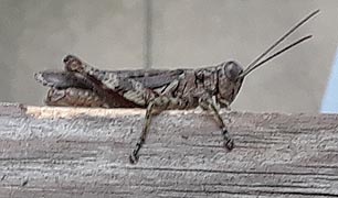 [photo, Grasshopper, Baltimore, Maryland]