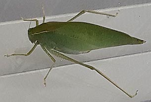 [photo, Katydid (family Tettigoniidae), Baltimore, Maryland]