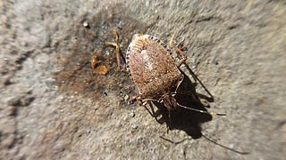 [photo, Brown Marmorated Stink Bug (Halyomorpha halys), Boonsboro, Maryland]