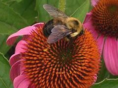 [photo, Bumblebee (Bombus) on coneflower, Annapolis, Maryland]