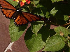 [photo, Monarch butterfly (Danaus plexippus), Annapolis, Maryland]