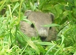 [photo, Woodchuck, also known as Groundhog, Havre de Grace, Maryland]