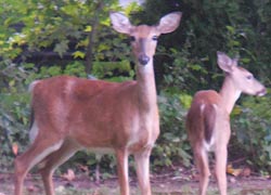 [photo, White-tailed Deer (Odocoileus virginianus), Glen Burnie, Maryland]