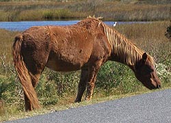 [photo, Feral horses [Assateague horses], Assateague Island National Park Seashore, Berlin, Maryland]