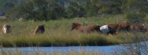 [photo, Feral horses [Assateague horses], Assateague Island National Park Seashore (Worcester County), Maryland]