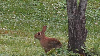 [photo, Eastern Cottontail Rabbit, Glen Burnie, Maryland]