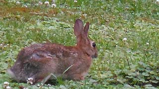 [photo, Eastern Cottontail Rabbit, Glen Burnie, Maryland]