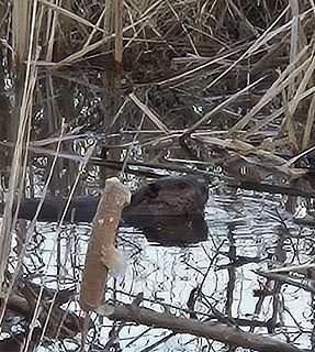 [photo, Beaver, Perry Hall, Maryland]