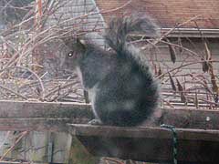 [photo, Eastern Fox Squirrel, Glen Burnie, Maryland]