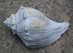 [photo, Knobbed Whelk shell (Busycon carica), Baltimore, Maryland]