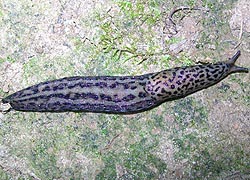 [photo, Slug (class Gastropoda), Baltimore, Maryland]