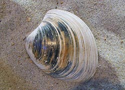 [photo, Hard-shell Clam shell (Mercenaria mercenaria), Assateague Island National Park Seashore, Berlin (Worcester County), Maryland]