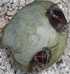 [photo, Snails on clam, Assateague Island National Seashore Visitor Center, 11800 Marsh View Lane, Berlin, Maryland]