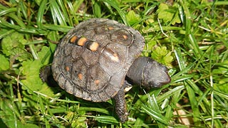 [photo, Small turtle, Glen Burnie, Maryland]