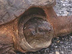 [photo, Eastern Snapping Turtle (Chelydra s. serpentina), Annapolis, Maryland]