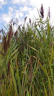 [photo, Grasses, Bowie State University, Bowie, Maryland]