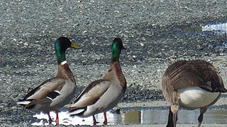 [photo, Mallards and Canada Goose, Solomons, Maryland]