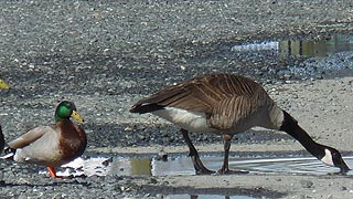 [photo, Mallard (male) (Anas platyrhynchos) and Canada Goose (Branta canadensis), Solomons, Maryland]