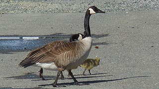 [photo, Canada Geese and gosling (Branta canadensis), Solomons, Maryland]