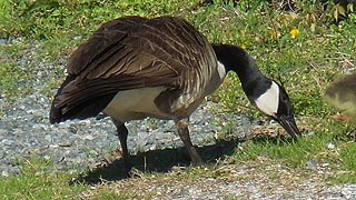 [photo, Canada Goose (Branta canadensis), Solomons, Maryland]