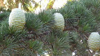 [photo, Cedar of Lebanon (Cedrus libani) cones, near Guerrieri Student Union, Salisbury University, Salisbury, Maryland]