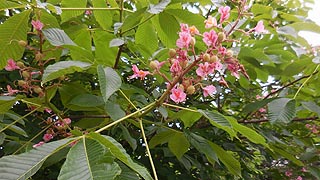 [photo, Horse Chestnut tree (Aesculus hippocastanum) blossoms, University of Maryland Baltimore County, Catonsville, Maryland]