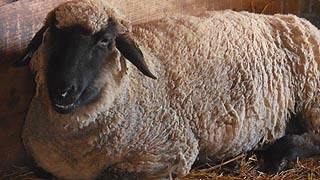 [photo, Sheep, Kinder Farm Park, Millersville (Anne Arundel County), Maryland]