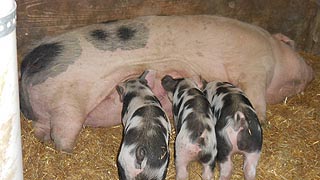 [photo, Sow and piglets, Kinder Farm Park, Millersville, Maryland]