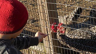 [photo, Boy with chickens, Kinder Farm Park, Millersville (Anne Arundel County), Maryland]
